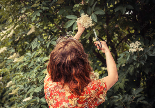 Elderflower Kombucha and it's benefits